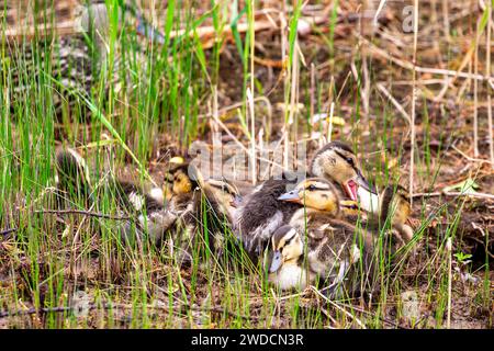 Canetons colverts (anus platyrhynchos) reposant le long du rivage d'un lac, horizontal Banque D'Images