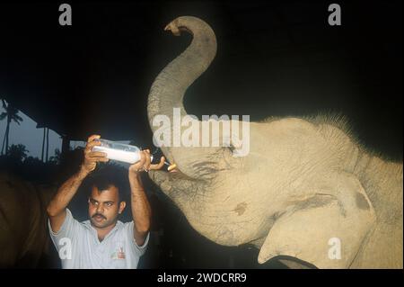 Mahout nourrissant du lait à de jeunes éléphants d'Asie, classés comme en voie de disparition, prise en 2004, orphelinat d'éléphants de Pinnewala, Kegalle, Sabaragamuwa, Sri Lanka Banque D'Images