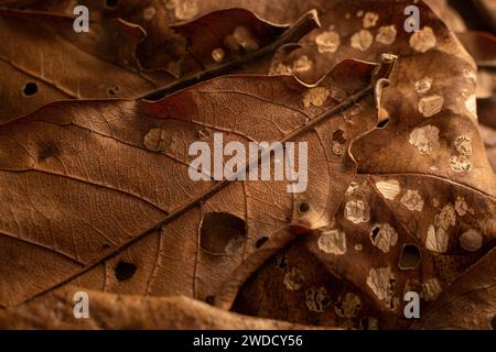 Gros plan des feuilles sèches brunes d'automne. Feuille sèche brune Banque D'Images