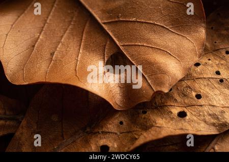 Gros plan des feuilles sèches brunes d'automne. Feuille sèche brune Banque D'Images