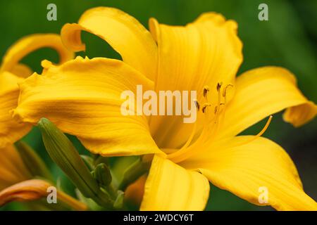 Belle fleur de jour au jardin botanique d'Atlanta à Atlanta, Géorgie. (ÉTATS-UNIS) Banque D'Images