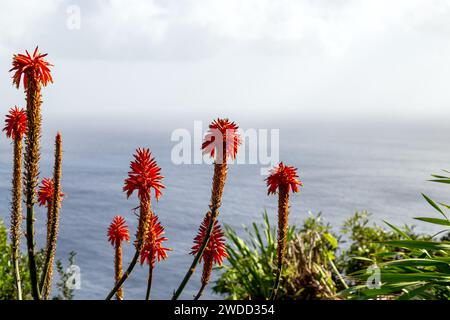 L'Aloe Vera fleurit avec l'océan en arrière-plan sur l'île Sao Miguel (Portugal) Banque D'Images