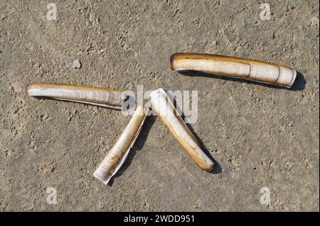 Palourde de Jackknife atlantique resp.Ensis directus, Mer du Nord, Parc National de Wattenmeer, Allemagne Banque D'Images