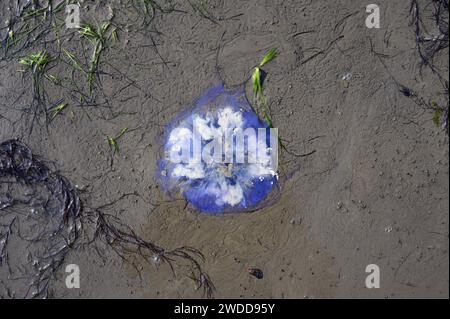 Vasières avec méduse de Cornflower resp.Cyanea lamarckii à la plage dans le parc national de la mer des Wadden, mer du Nord, Allemagne Banque D'Images