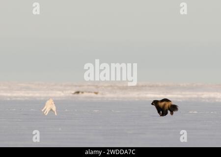 Wolverine (Gulo gulo) chassant un renard arctique (Vulpes / Alopex lagopus) 1002 zone du refuge national de faune arctique, côte arctique, Alaska Banque D'Images