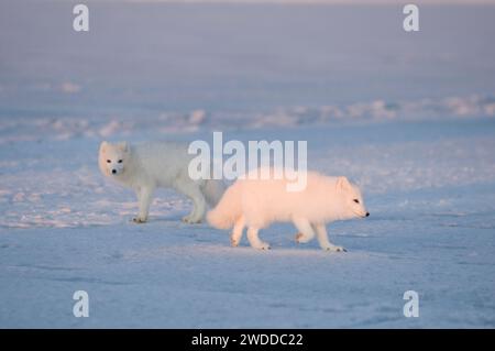 Renard arctique Alopex lagopus paire d'adultes jouent et se poursuivent sur la banquise au large de la zone côtière de l'Alaska ANWR 1002 Banque D'Images