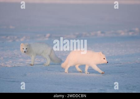 Renard arctique Alopex lagopus paire d'adultes jouent et se poursuivent sur la banquise au large de la zone côtière de l'Alaska ANWR 1002 Banque D'Images