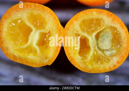 Kumquats, cumquats, un groupe de petits angiospermes, arbres fruitiers de la famille des Rutaceae, orange dorée, fruit comestible qui ressemble beaucoup à l'ora Banque D'Images