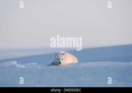 Le renard arctique Alopex lagopus se réveille et se repose dans son manteau hivernal sur la zone de la côte arctique 1002 de l'ANWR Alaska Banque D'Images