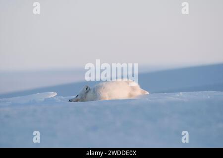 Le renard arctique Alopex lagopus se réveille et se repose dans son manteau hivernal sur la zone de la côte arctique 1002 de l'ANWR Alaska Banque D'Images