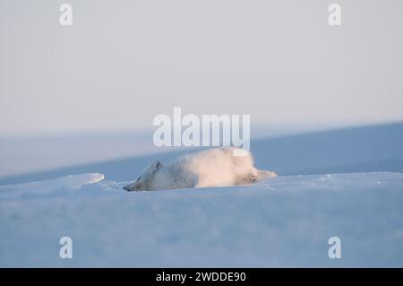 Le renard arctique Alopex lagopus se réveille et se repose dans son manteau hivernal sur la zone de la côte arctique 1002 de l'ANWR Alaska Banque D'Images