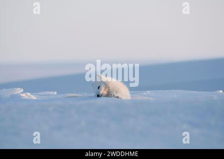 Le renard arctique Alopex lagopus se réveille et se repose dans son manteau hivernal sur la zone de la côte arctique 1002 de l'ANWR Alaska Banque D'Images