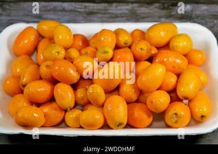 Kumquats, cumquats, un groupe de petits angiospermes, arbres fruitiers de la famille des Rutaceae, orange dorée, fruit comestible qui ressemble beaucoup à l'ora Banque D'Images