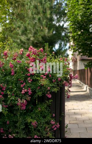 buissons roses en fleurs devant une clôture de fer et une haie verte, fleurs d'été Banque D'Images