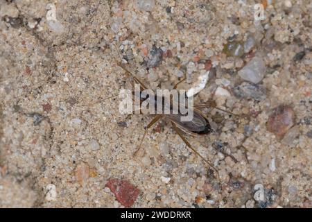 Rotbraune Sichelwanze, Sichelwanze, Nabis rugosus, punaise des damoiselles, Damselbug commun, Sichelwanzen, Nabidae Banque D'Images