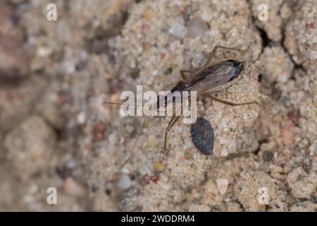 Rotbraune Sichelwanze, Sichelwanze, Nabis rugosus, punaise des damoiselles, Damselbug commun, Sichelwanzen, Nabidae Banque D'Images