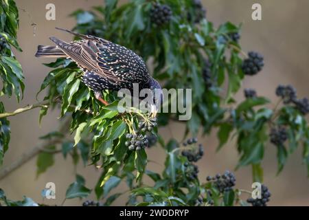 Star, frisst Früchte, Beeren von Efeu, Efeubeeren, Sturnus vulgaris, Starling européen, Starling, fruit, baie, baies, Hedera Helix, Ivy, Common Ivy Banque D'Images