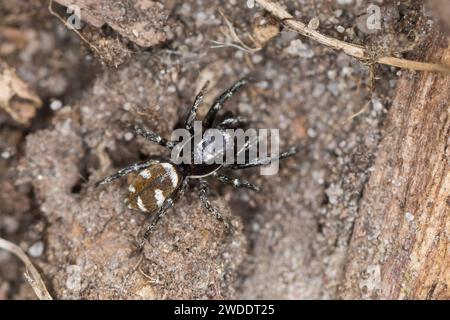 Zebra-Springspinne, Zebraspringspinne, Zebraspinne, Springspinne, Harlekinspringspinne, Harlekin-Springspinne, Salticus scenicus, sauteur zèbre, printemps Banque D'Images