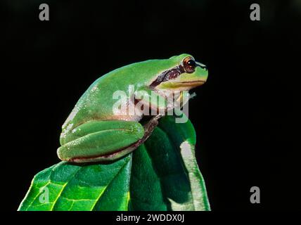 Grenouille commune Hyla arborea petite grenouille verte assise sur une feuille en France Banque D'Images