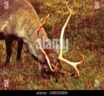 Renne ou caribou Rangifer tarandus bois avec du sang après avoir versé le velours Banque D'Images