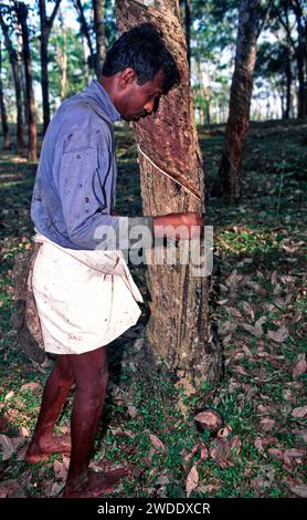 Tapoteuse en caoutchouc tapant l'arbre pour le latex au Sri Lanka Banque D'Images