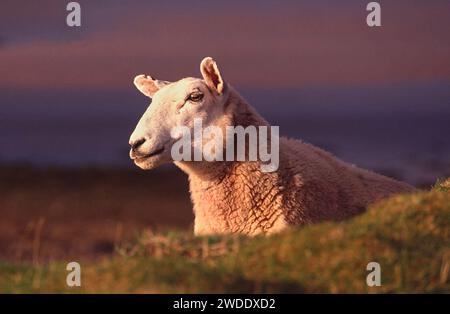 Moutons ou brebis dans la soirée côte ouest de l'Écosse Banque D'Images