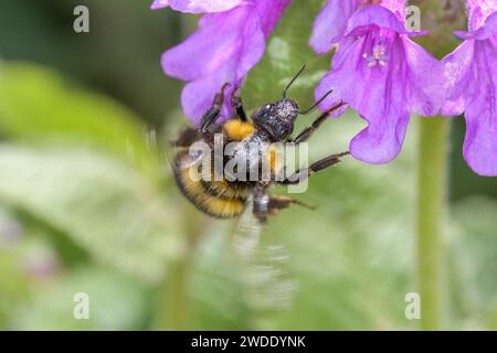 Bourdon de jardin ou petit bourdon de jardin - Bombus hortorum pollinise une fleur de la Grande bétonie - Betonica macrantha ou Stachys macrantha Banque D'Images