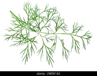Aneth frais vert isolé sur fond blanc. Banque D'Images