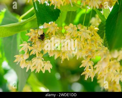 Abeille entre les fleurs de tilleul et abondance des feuilles de feuillage. Tilleul ou tilleul en fleur. Fond de nature d'été. Banque D'Images