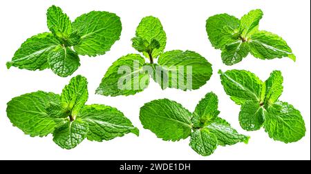 Ensemble de feuilles de menthe fraîche verte isolé sur fond blanc. Le fichier contient des chemins de détourage. Banque D'Images