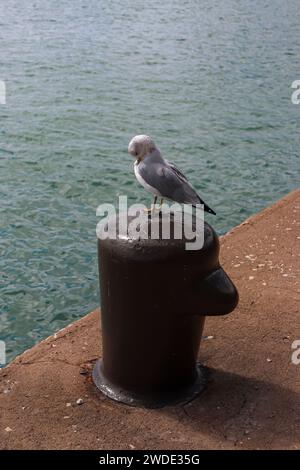 Seagull - Mouette argentée assise sur une borne d'amarrage le long du bord de l'eau sur la promenade en bord de mer de Navy Pier à Chicago, Illinois, États-Unis Banque D'Images