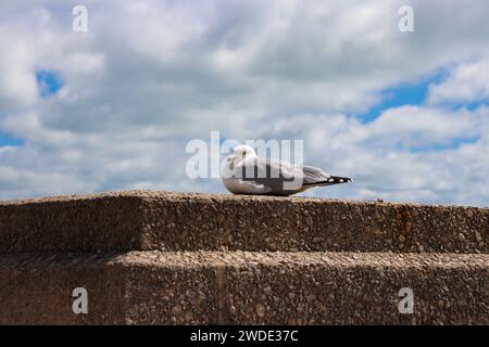 Seagull - Mouette argentée assise sur le bord d'un mur le long du bord de l'eau sur la promenade en bord de mer de Navy Pier à Chicago, Illinois, États-Unis Banque D'Images