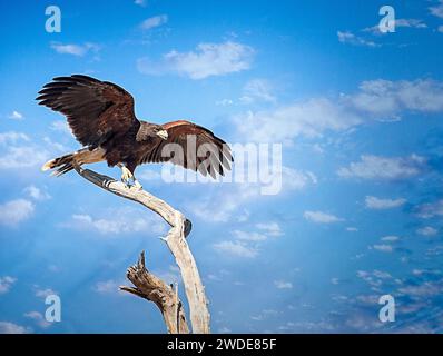 Un Harris Hawk à l'Arizona-Sonora Desert Museum près de Tucson, en Arizona. Banque D'Images