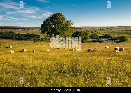 Moutons et bétail broutant une prairie de buttercup tôt le matin, Upper Teesdale, Co Durham, North Pennines, juin Banque D'Images
