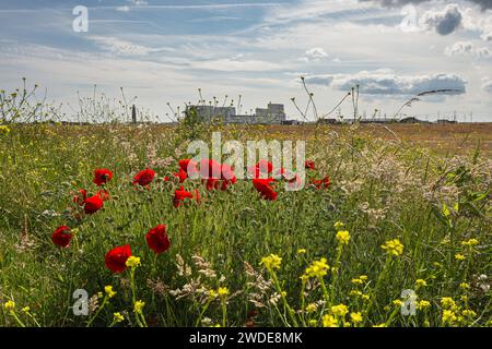 Commun Poppy papaver rhoeas et fleur de moutarde de mélasse ensemble avec des herbes mélangées au premier plan de la centrale nucléaire sur le vent Banque D'Images