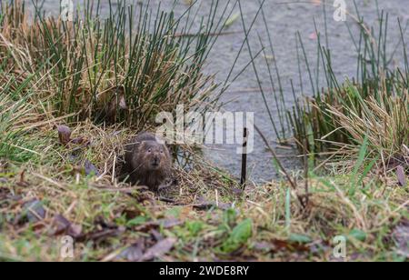 Cambriole d'eau européenne Arvicola amphibius, se nourrissant sur les berges herbeuses de la piscine, réserve RSPB Saltholme, Teeside, janvier Banque D'Images