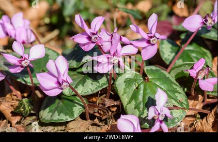 Fleurs de cyclamen poussant dans les bois, Co Durham, février Banque D'Images