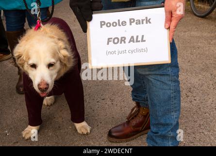 Poole, Dorset, Royaume-Uni. 20 janvier 2024. Une manifestation pacifique a lieu contre la fermeture de la porte de Whitecliff Road dans Poole Park, qui, selon les habitants, créera un « chaos de la circulation ». Poole Park a été officiellement ouvert par le prince de Galles le 18 janvier 1890, un résident local faisant campagne pour que toutes les entrées du parc restent ouvertes, a lancé une pétition et a appelé au soutien du roi Charles. Les points d'accès ont été fermés aux véhicules pendant que le BCP entreprend une consultation publique. Les opinions sont divisées avec des affirmations selon lesquelles l'autorité a un programme anti-RCA. Crédit : Carolyn Jenkins/Alamy Live News Banque D'Images