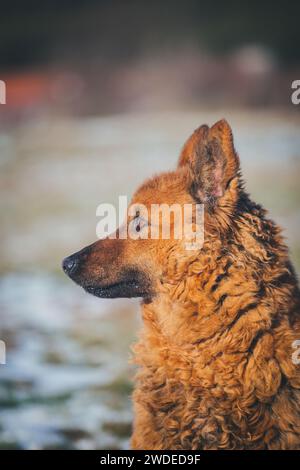 Westerwälder Kuhhund (vieux berger allemand), une ancienne race d'élevage en voie de disparition originaire d'Allemagne Banque D'Images