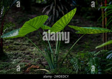 Étalez Alocasia dans un jardin tropical luxuriant. Idéal pour transmettre la beauté tropicale et le jardinage. Banque D'Images