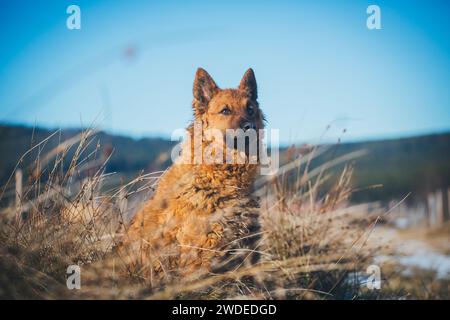 Westerwälder Kuhhund (vieux berger allemand), une ancienne race d'élevage en voie de disparition originaire d'Allemagne Banque D'Images