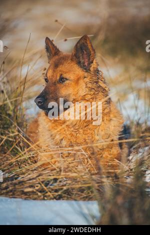 Westerwälder Kuhhund (vieux berger allemand), une ancienne race d'élevage en voie de disparition originaire d'Allemagne Banque D'Images