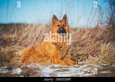 Westerwälder Kuhhund (vieux berger allemand), une ancienne race d'élevage en voie de disparition originaire d'Allemagne Banque D'Images