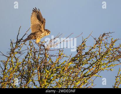 Une femelle sauvage Merlin (Falco columbarius) décollant de son perchoir à Lindisfarne, Northumberland Banque D'Images