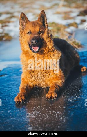 Westerwälder Kuhhund (vieux berger allemand), une ancienne race d'élevage en voie de disparition originaire d'Allemagne Banque D'Images