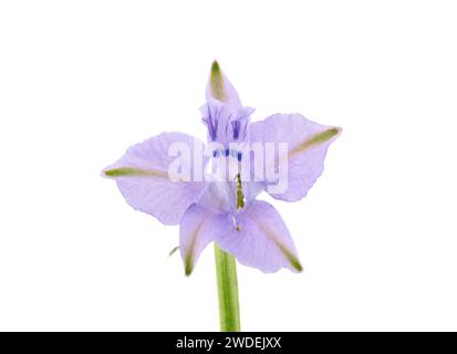 Fleur pourpre de chevalier oriental isolée sur fond blanc, Consolida orientalis Banque D'Images