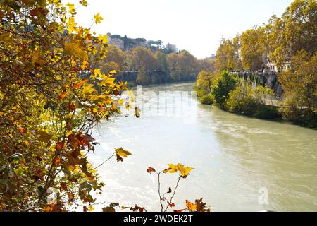 Automne à Rome. Feuilles jaunes de platanes le long de la rivière. Le remblai le long du Tibre, un endroit préféré pour le jogging et la marche parmi les Romains Banque D'Images