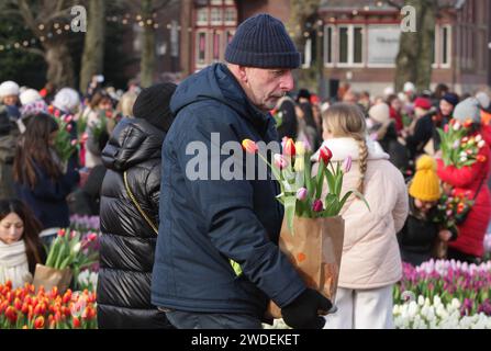 Un homme tient un bouquet de tulipes alors que des milliers de personnes assistent à la Journée nationale des tulipes sur la place du Musée le 20 janvier 2024 à Amsterdam, aux pays-Bas. Aujourd'hui marque le début officiel de la saison des tulipes avec un jardin spécial de cueillette des tulipes où les gens peuvent cueillir des tulipes gratuitement. Cette année, une célébration supplémentaire, le 12e anniversaire du jardin de cueillette, organisé par les producteurs de tulipes néerlandais, la place du Musée d'Amsterdam est remplie d'environ 200 000 tulipes. Ces tulipes sont spécialement aménagées pour faire un jardin temporaire géant. Quelque 1,7 milliards de tulipes néerlandaises devraient apporter le printemps dans les maisons ar Banque D'Images