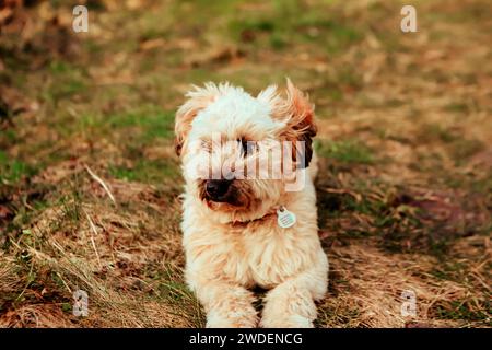 Portrait de chien chiot terrier tibétain Banque D'Images