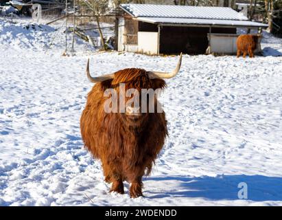 vache écossaise des hautes terres à la ferme Banque D'Images